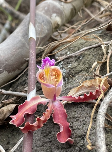 Foto de Orquídea-trombeta