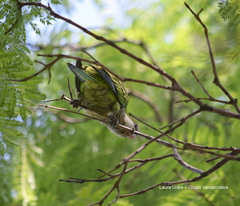 Myiopsitta monachus