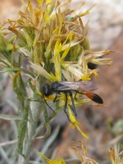 Ammophila azteca