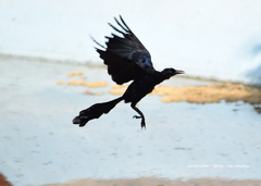 Quiscalus mexicanus