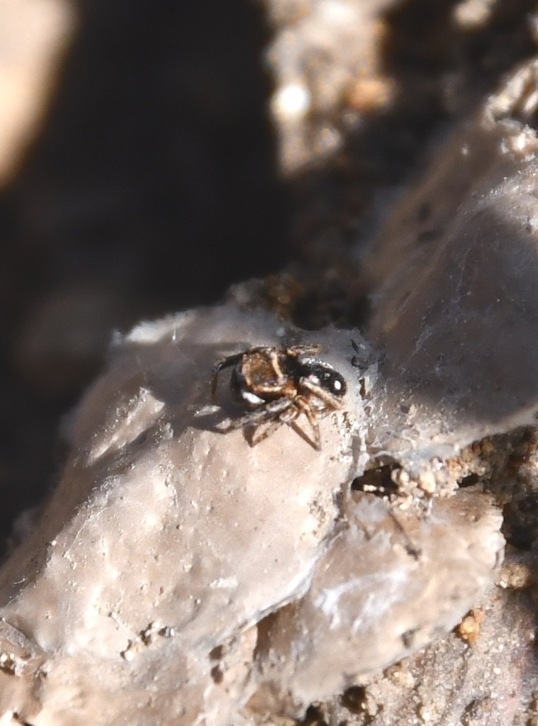 Attulus penicillatus