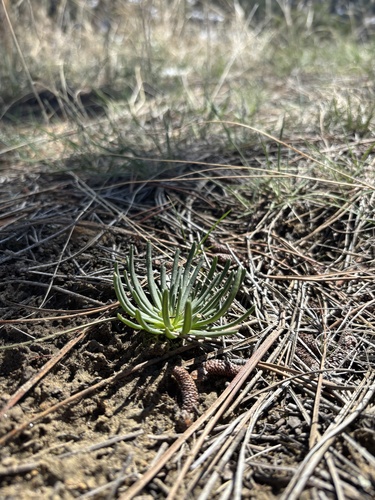iNaturalist observation 2025-04-19