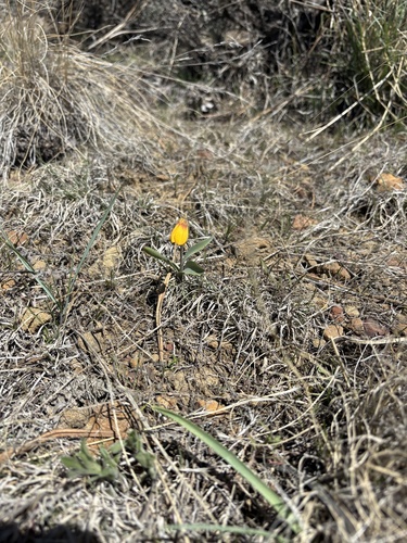 iNaturalist observation 2025-04-19