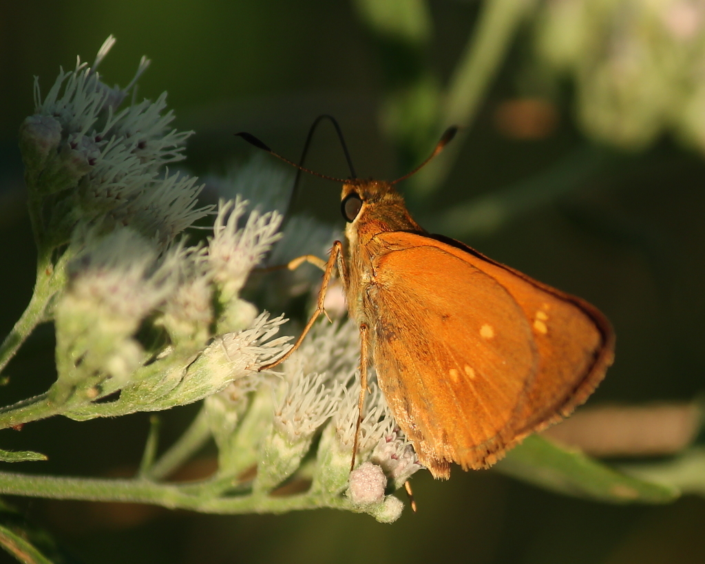 Yehl Skipper