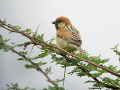 Passer castanopterus
