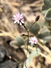 Lessingia micradenia micradenia
