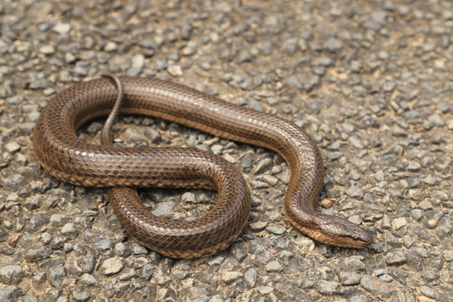 Macleay's Water Snake sighting