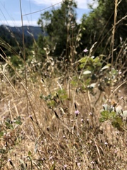 Lessingia micradenia micradenia