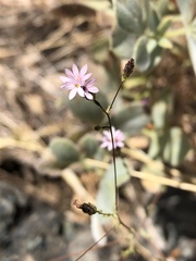 Lessingia micradenia micradenia