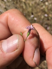 Lessingia micradenia micradenia