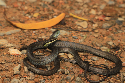 Northern Tree Snake sighting