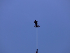 Parabuteo unicinctus