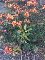 Alstroemeriaceae