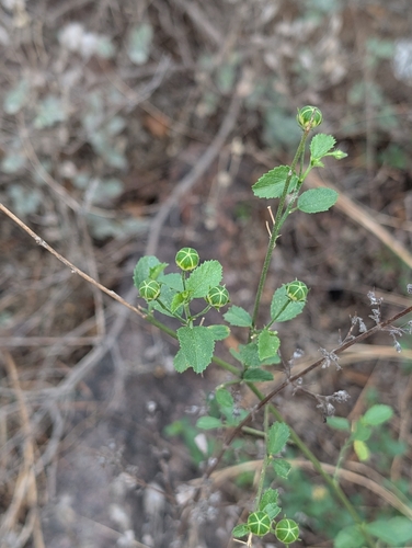 Image of Hibiscus micranthus by (c) Ravuri Krishna Chaitanya, some rights reserved (CC BY)