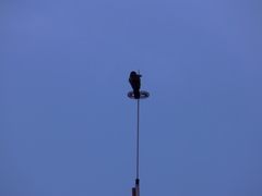 Parabuteo unicinctus