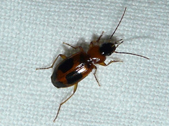 Badister neopulchellus