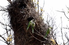 Myiopsitta monachus