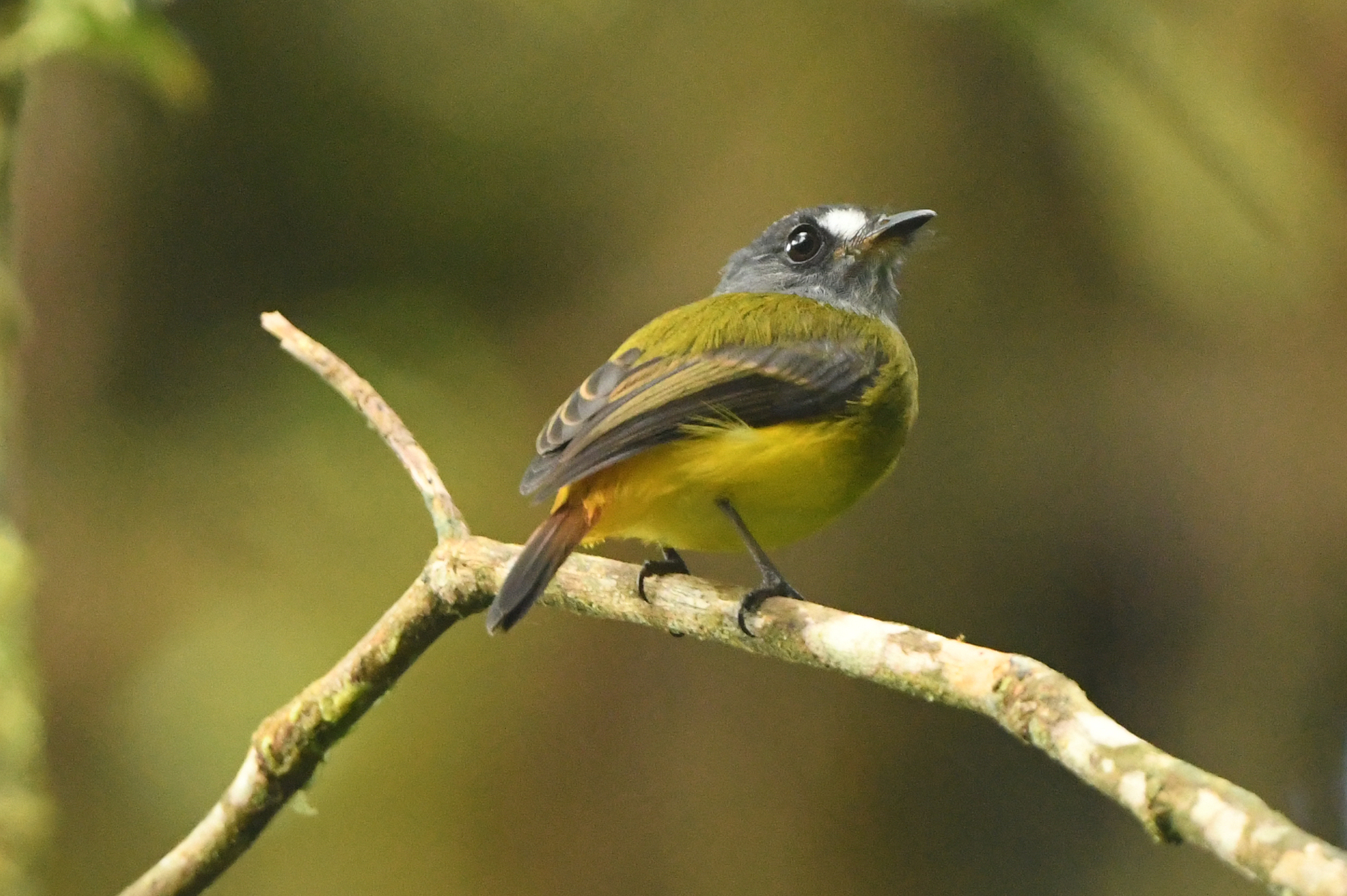 Ornate Flycatcher (Myiotriccus ornatus), photo 9