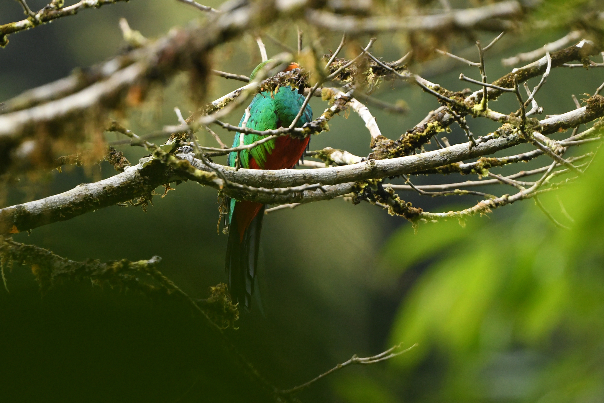 Golden-headed Quetzal (Pharomachrus auriceps), photo 8