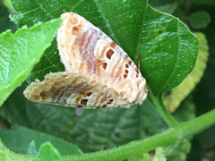 Diastema tigris