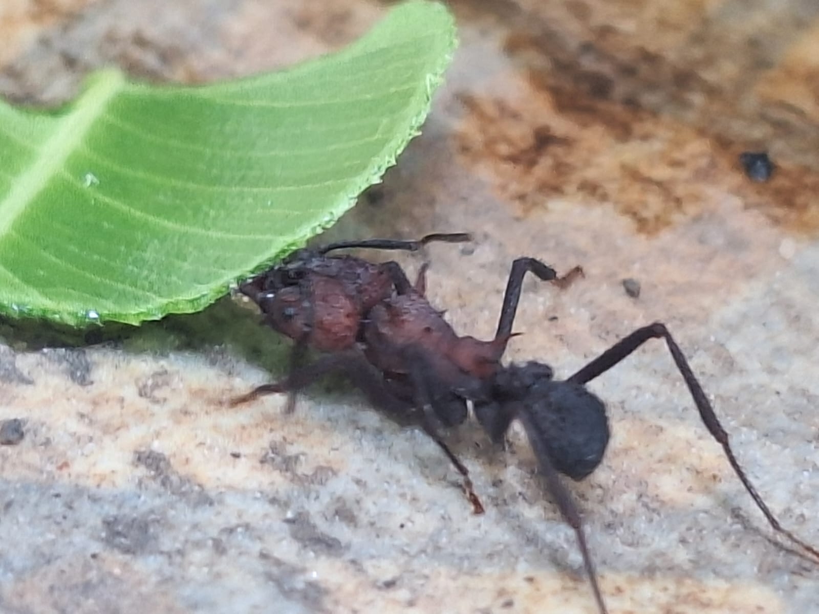 Acromyrmex nigrosetosus
