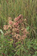 Eriophyes rhoinus