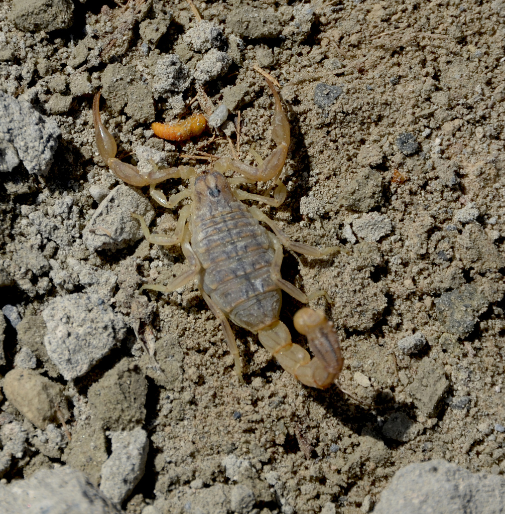 Mesobuthus turcicus