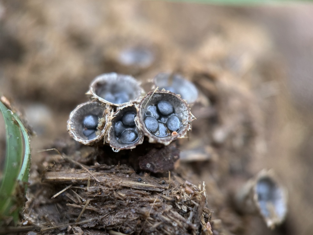Cyathus stercoreus · April 2025 · photo: © bealeiderman (iNaturalist, cc-by)