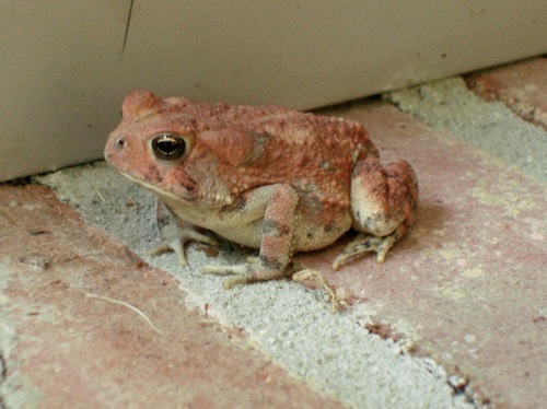 Anaxyrus fowleri