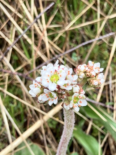 Image of Micranthes hitchcockiana by (c) Lee Cain, some rights reserved (CC BY)