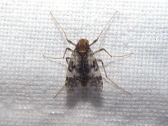 Psectrotanypus dyari