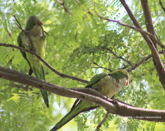 Myiopsitta monachus
