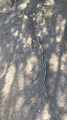 Salvadora deserticola