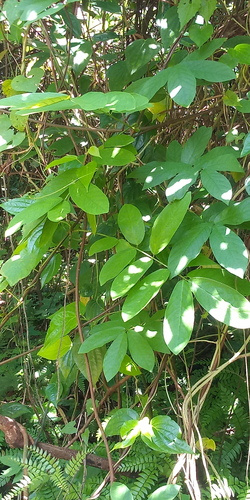 Paraderris elliptica iNat (1)