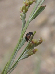 Brumoides septentrionis