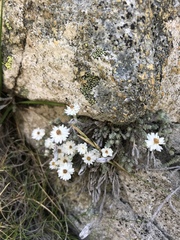 Castroviejoa frigida