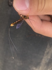 Megarhyssa nortoni