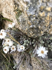 Castroviejoa frigida