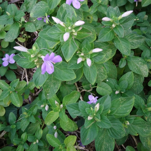 Image of Barleria obtusa by (c) Henry de Lange, some rights reserved (CC BY)