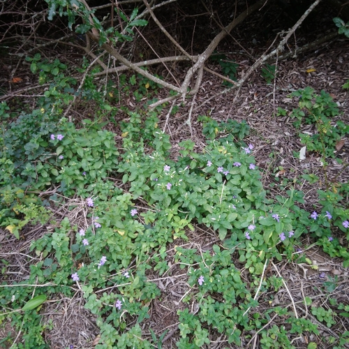Image of Barleria obtusa by (c) Henry de Lange, some rights reserved (CC BY)