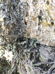 Castroviejoa frigida