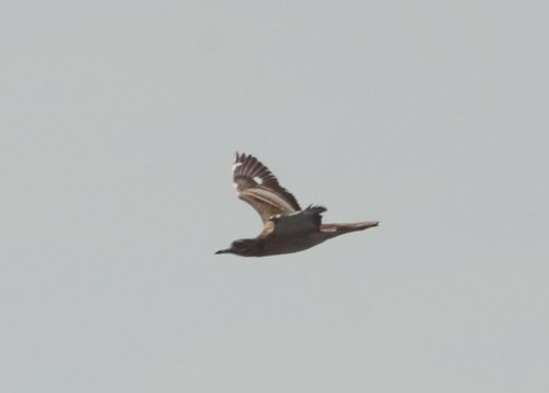 Alcaraván común (Burhinus oedicnemus)