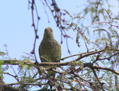 Myiopsitta monachus