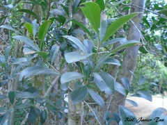 Diospyros tetrasperma