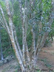 Diospyros tetrasperma