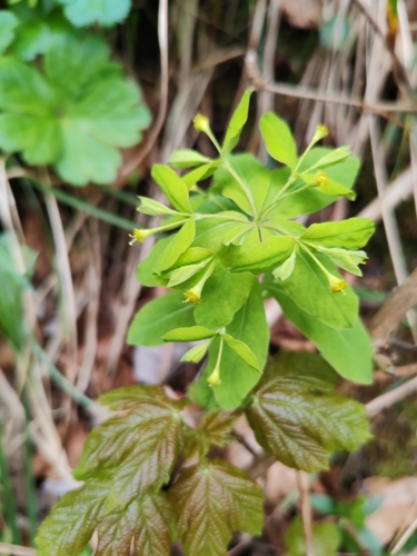 Image of Carniolan Spurge (Euphorbia carniolica) by (c) Ljaž, some rights reserved (CC BY)