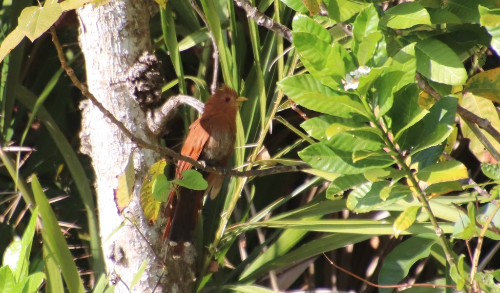 Little Cuckoo