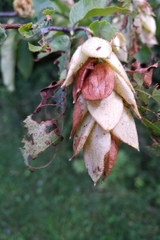 Ostrya virginiana image