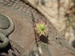 Cenchrus longispinus