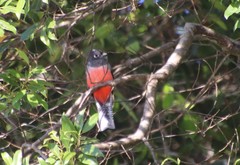Trogon curucui